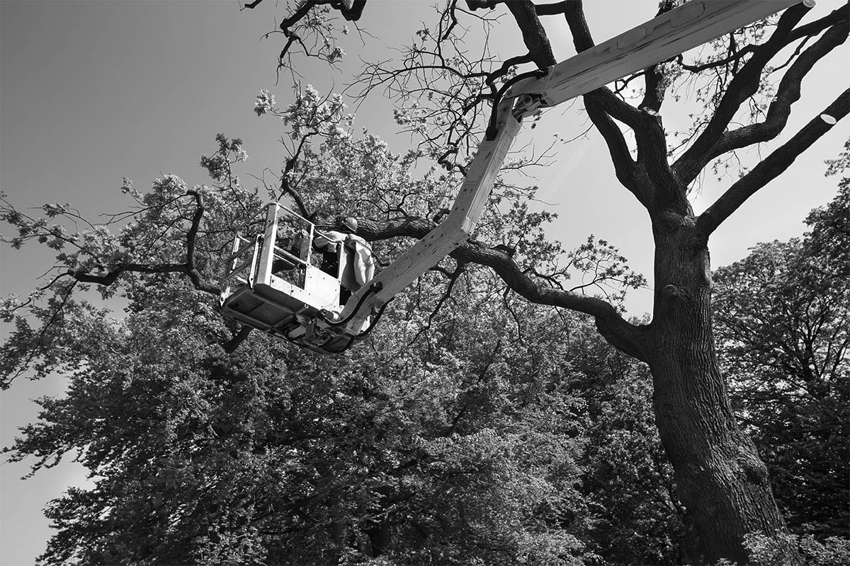 Ash Bark Beetle Update