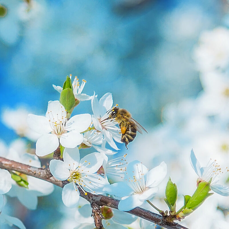 A bee pollenates a white flower on a tree