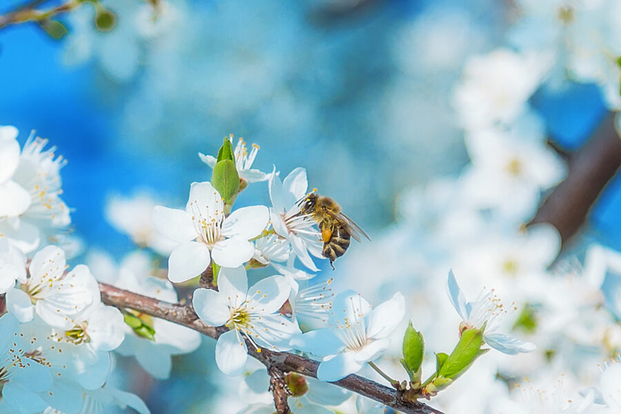 A bee pollenates a white flower on a tree