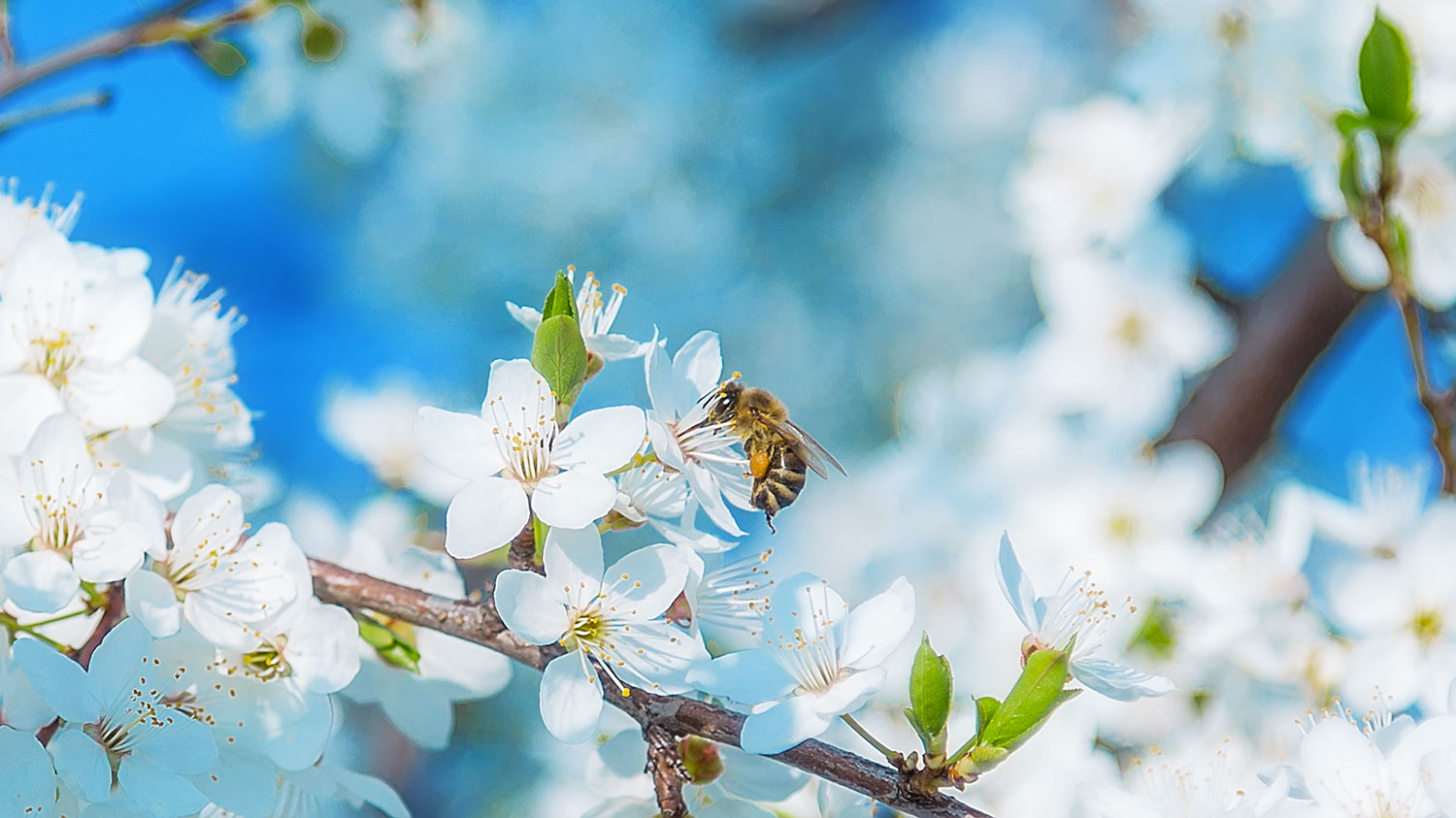 Helping Trees & Protecting Bees
