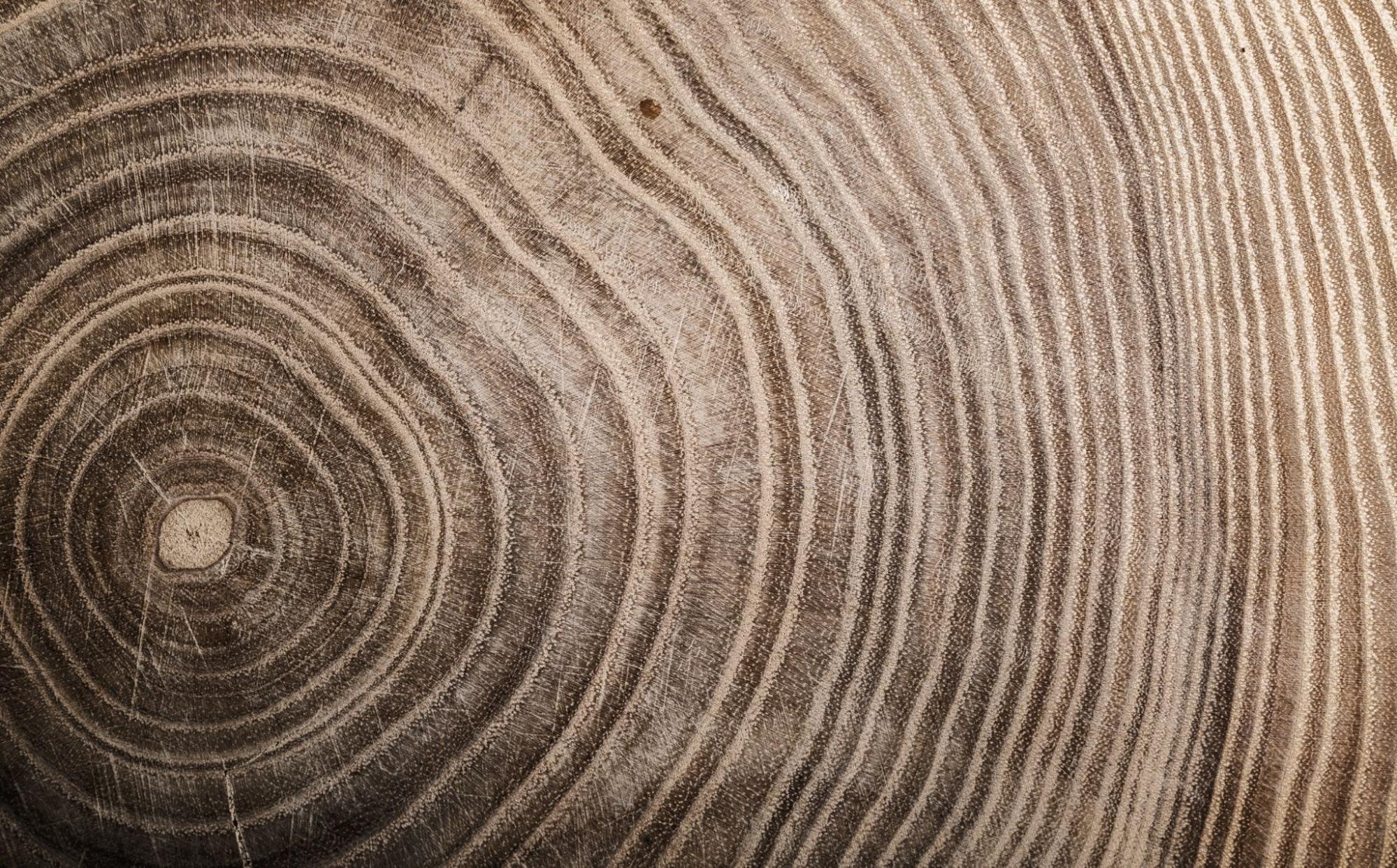 Spring Is Coming: Updates From T4 Tree Services