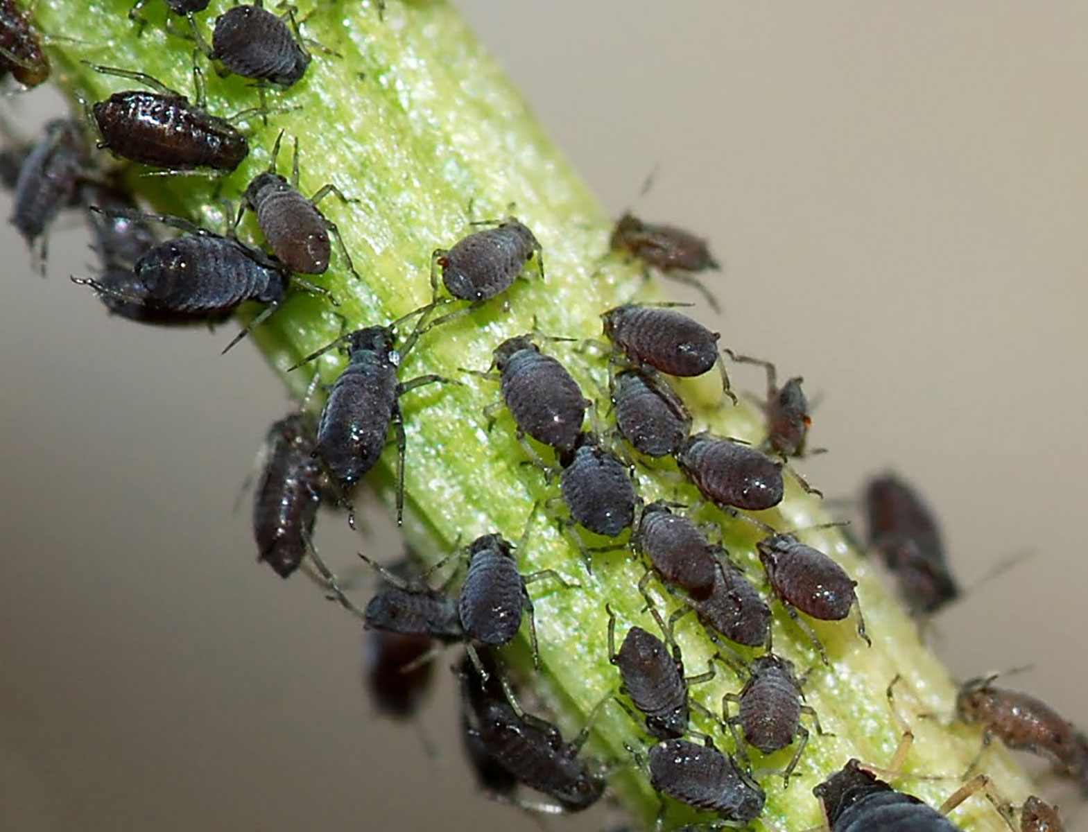 Aphids in Abundance