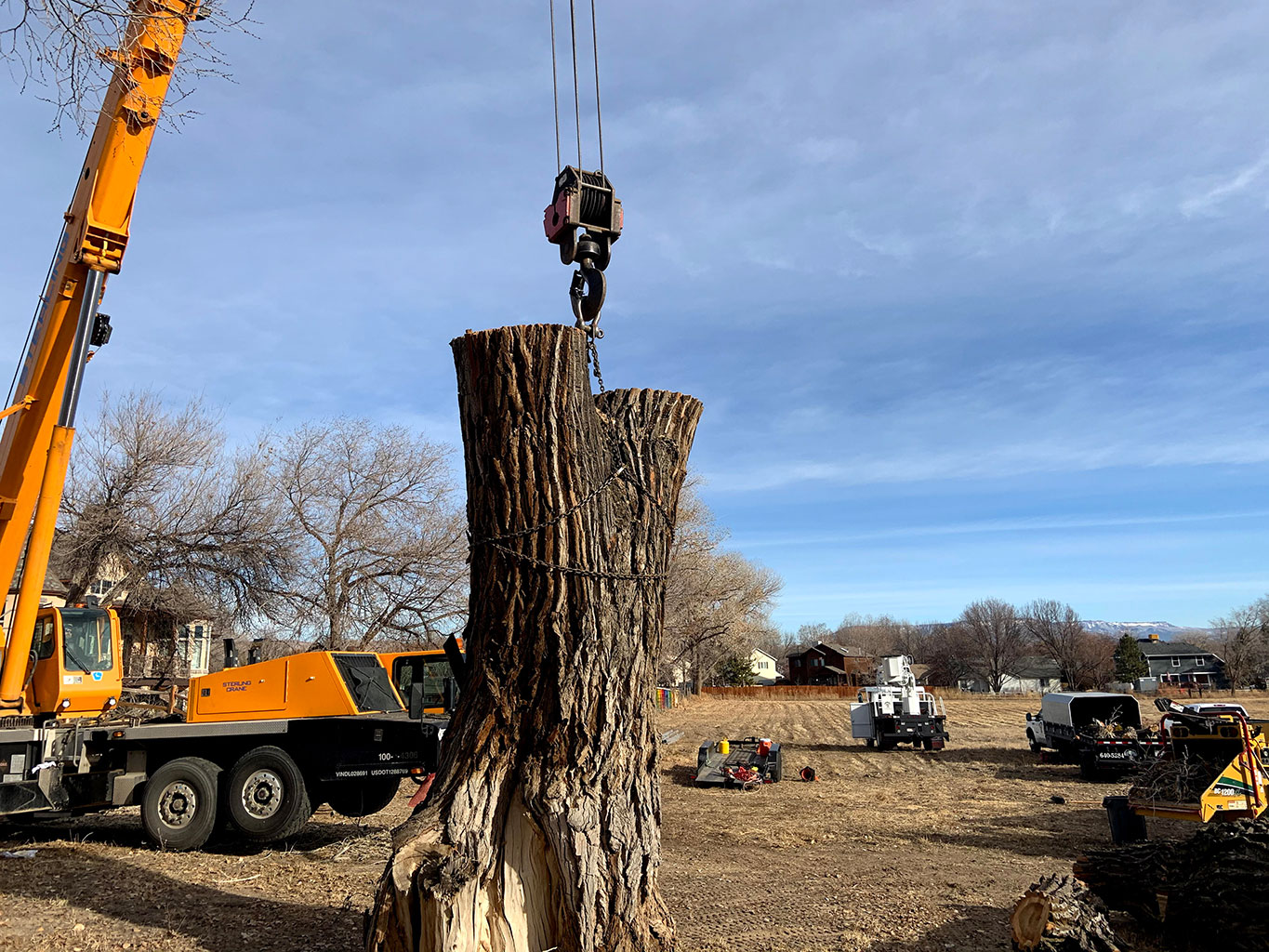 Seasonal Savings: Get 10% Off Tree Removal This Winter